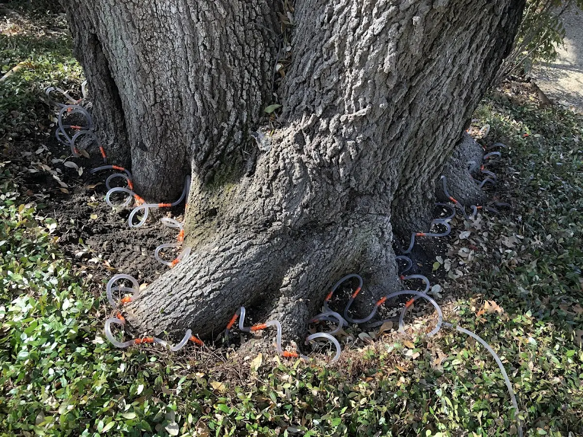 Detailed Tree Cabling and Bracing job site in Grovetown