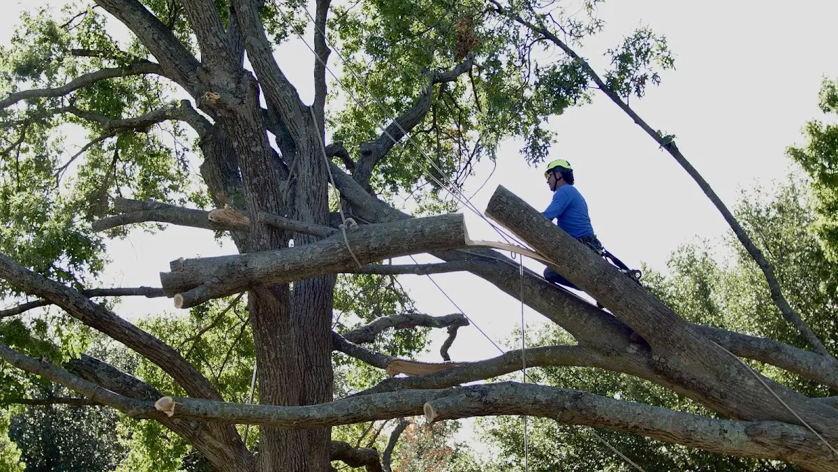 Professional Crown Thinning performed by certified arborists in Grovetown