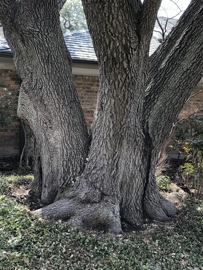 Mature heritage tree close to a Grovetown property cared for by certified arborists